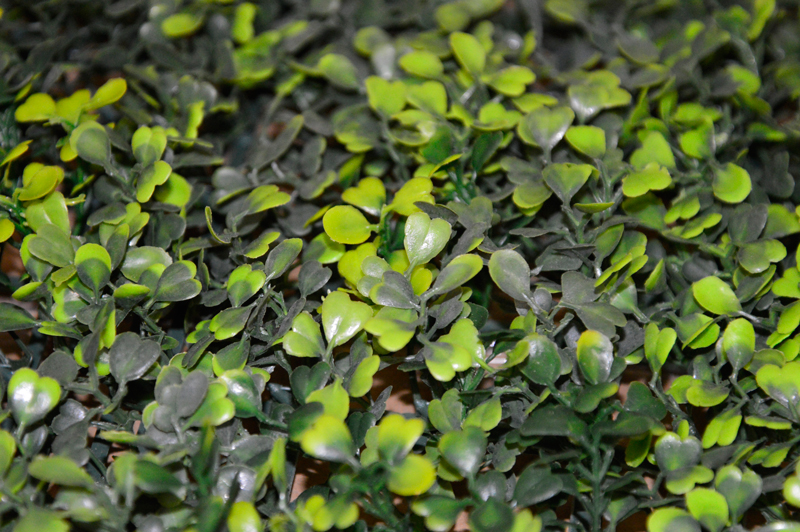 BOXWOOD-CERCA-chica